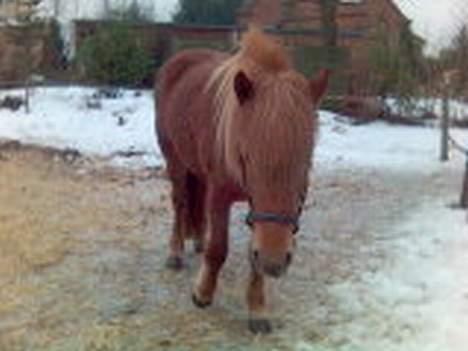 Islænder Silja fra Godthåb[SOLGT] - billede 4 billede 4