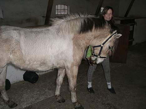 Anden særlig race Troja *solgt* billede 5