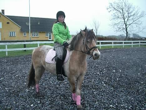 Anden særlig race Troja *solgt* billede 6