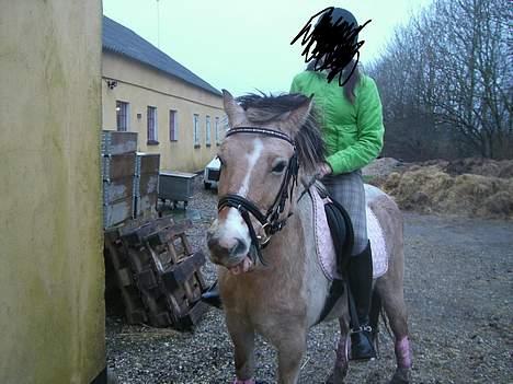 Anden særlig race Troja *solgt* billede 7