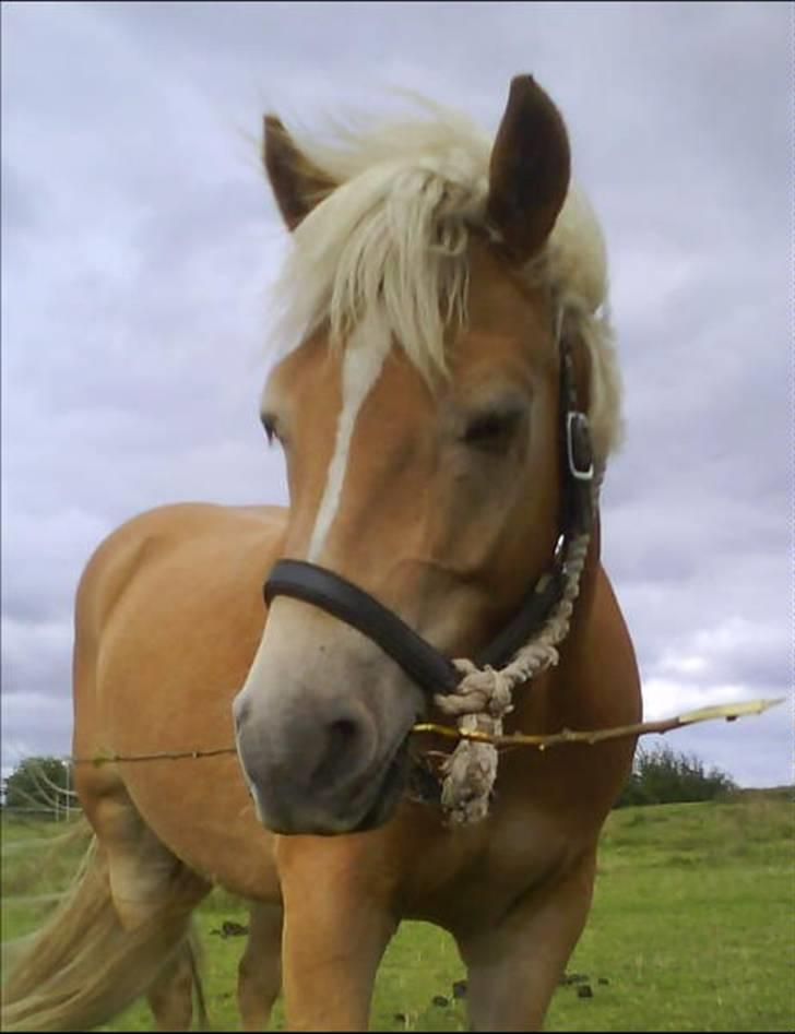 Haflinger Andy kastanjegaard*solgt* - min lille tosse <3 billede 6