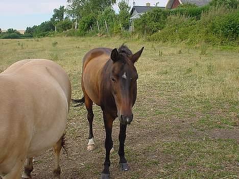 Fuldblod (XX) Rollo - Du er i mine tanker , hver dag , hvert minut, hvert sekundt, HELE tiden . jeg Savner diig vikrelig meget :´( billede 3