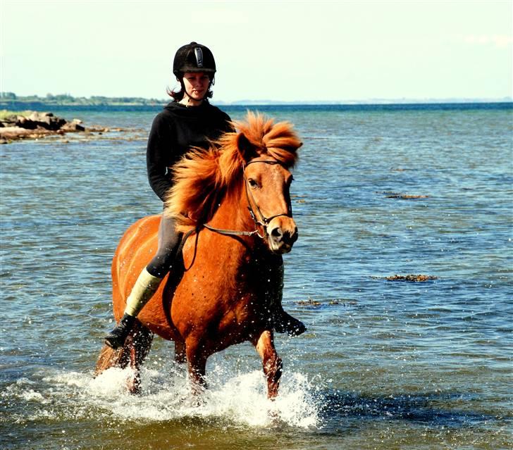 Islænder Kvika fra Skovbogård billede 1