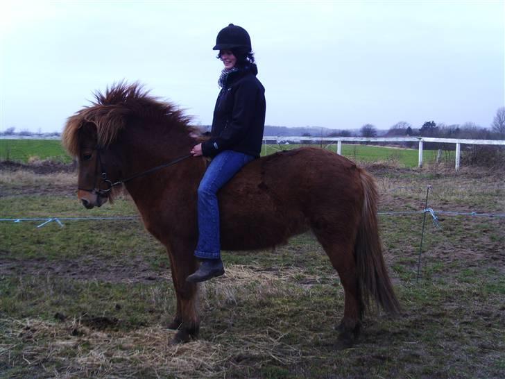 Islænder Kvika fra Skovbogård billede 2