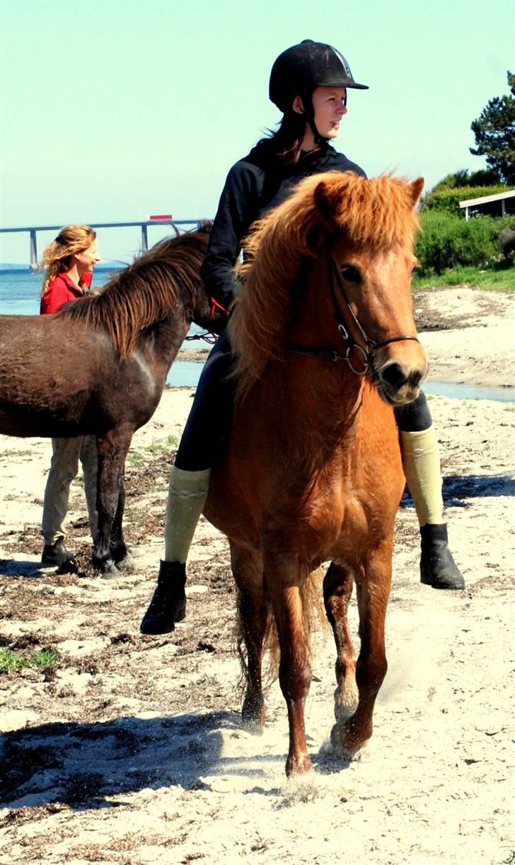 Islænder Kvika fra Skovbogård billede 3