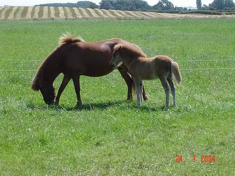Islænder Kvika fra Skovbogård - Kvika og hendes føl mener det er fra 04 eller også er det 05 billede 4