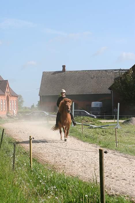 Islænder Kvika fra Skovbogård billede 5