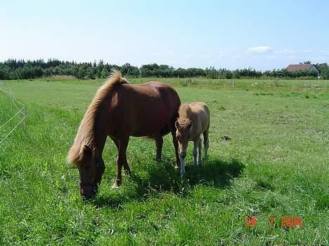Islænder Kvika fra Skovbogård - Kvika og hendes føl Glói billede 6