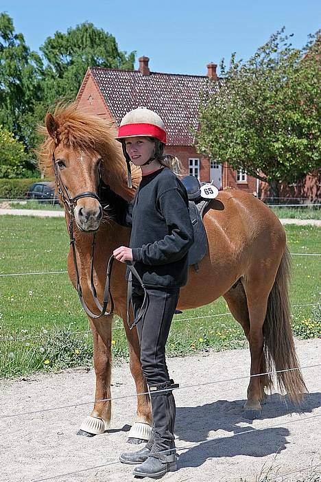 Islænder Kvika fra Skovbogård - Til frydendal stævne, venter på resultat (vandt en 3. plads). billede 7