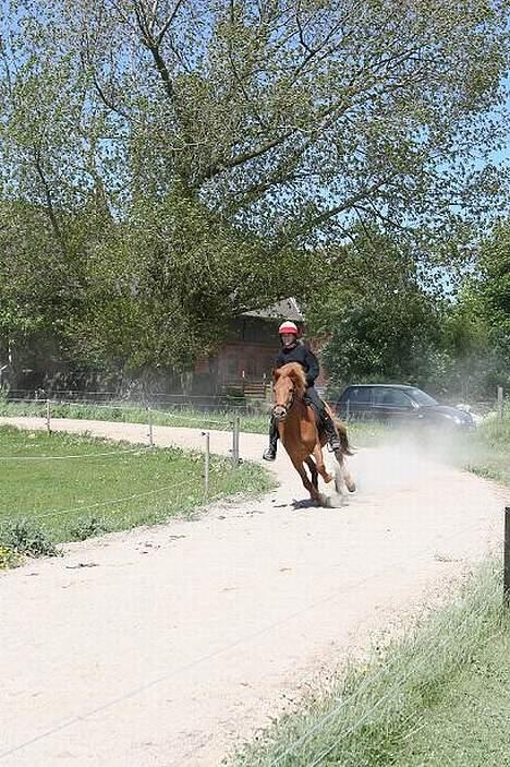 Islænder Kvika fra Skovbogård - æresrunde (kunne ikke stoppe hende :D ) billede 8
