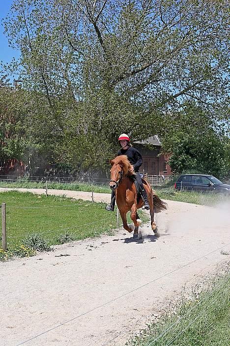 Islænder Kvika fra Skovbogård billede 9