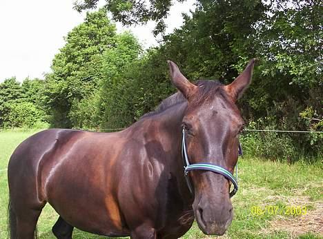 Oldenborg Black Beauty aflivet billede 12