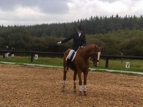 Dansk Varmblod Michell - Til stævne i ørnhøj :) billede 10