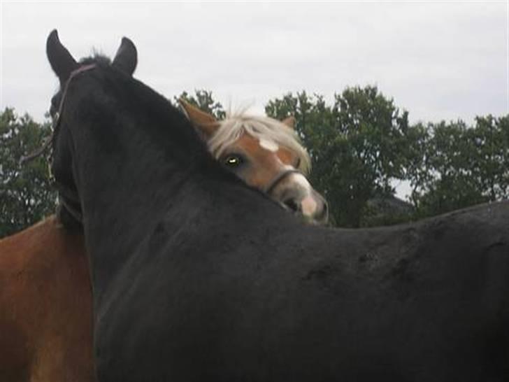 Haflinger Columbine - død - Bine & Romeo <3  billede 10