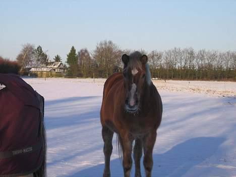 Haflinger Columbine - død - Jamen du er da sød Bine ?  <´3 billede 11