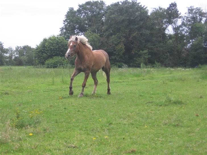Haflinger Columbine - død - Sidste dag på fold. billede 12