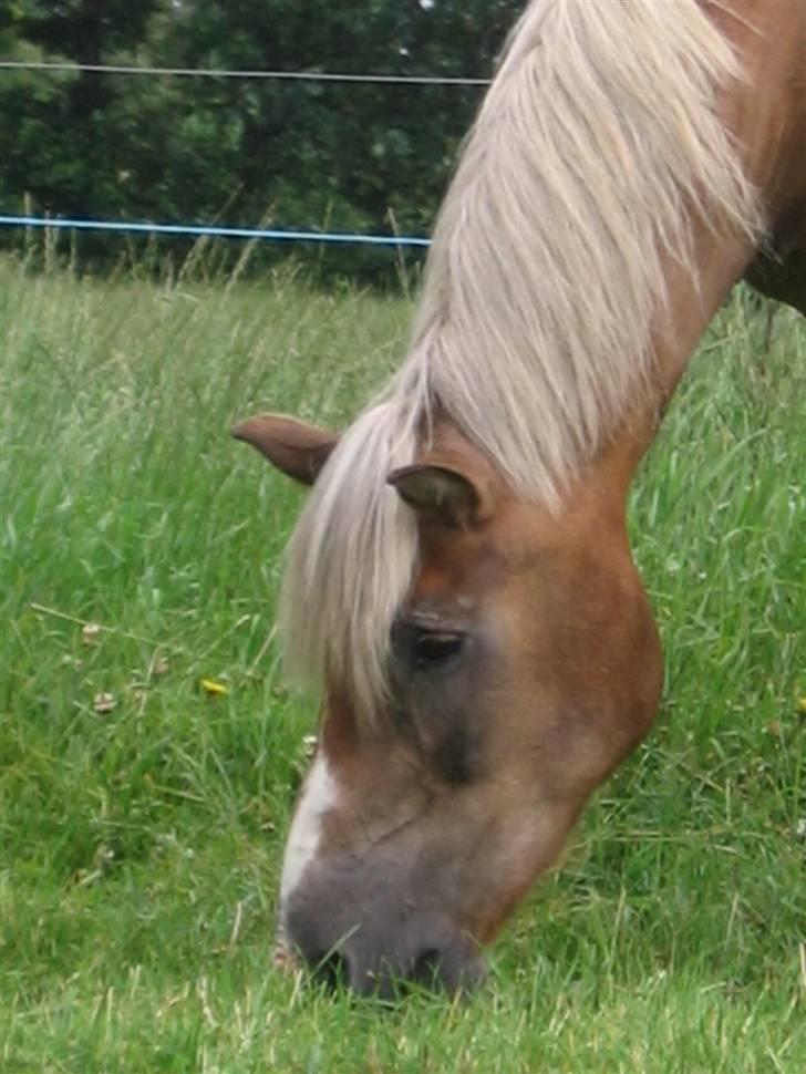Haflinger Columbine - død billede 13