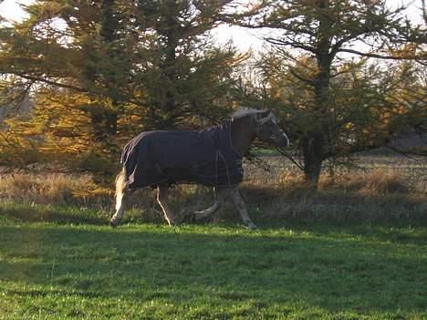 Haflinger Columbine - død - Lækker efterårsvind i håret (: billede 14