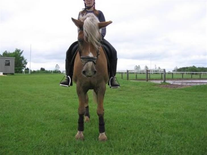 Haflinger Columbine - død billede 15