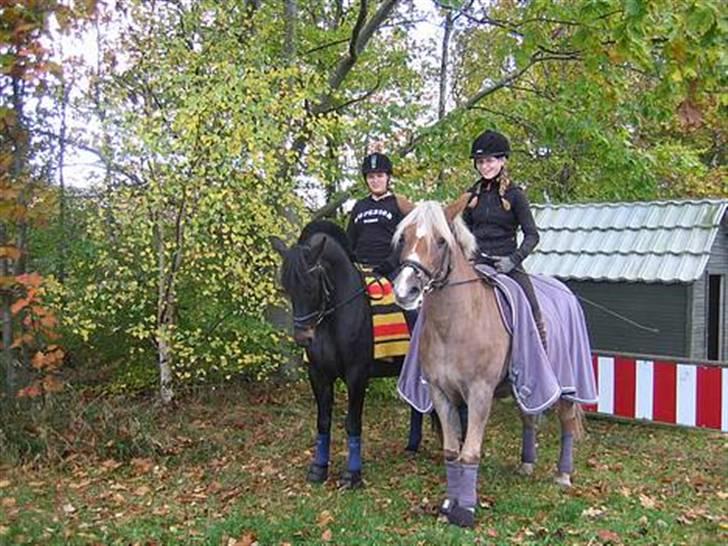Haflinger Columbine - død billede 16
