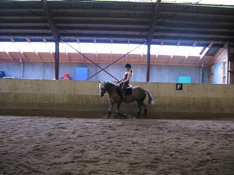 Haflinger Columbine - død - Mig i hallen. Længe siden (: billede 17