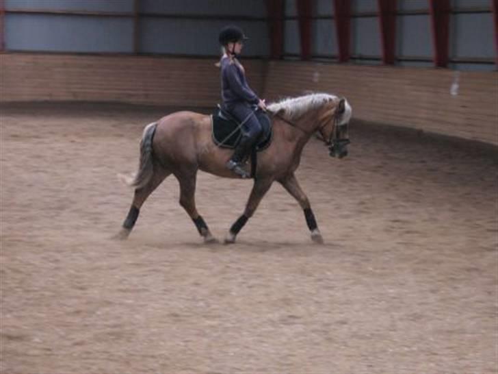 Haflinger Columbine - død billede 18