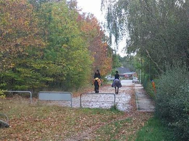 Haflinger Columbine - død - Når enden er god.  billede 19
