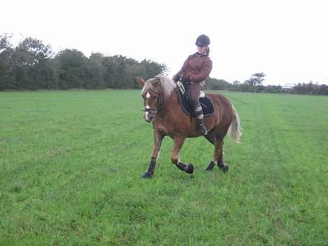 Haflinger Columbine - død - Lidt ridt i efteråret. billede 20