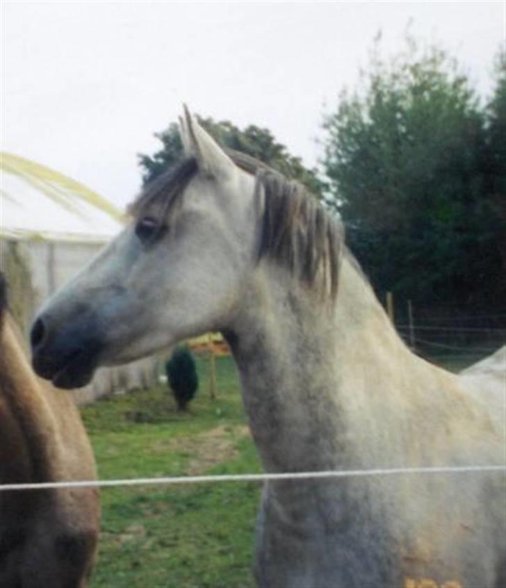 Anden særlig race Sammie * MIN FØRSTE HEST* - Sammie billede 1