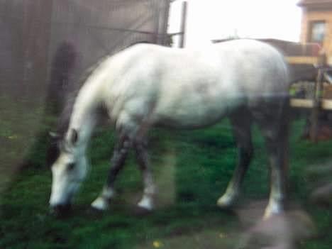 Anden særlig race Sammie * MIN FØRSTE HEST* - Sammie billede 2