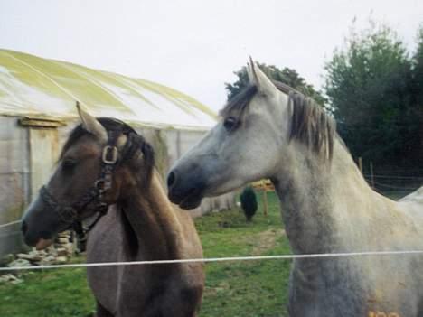 Anden særlig race Sammie * MIN FØRSTE HEST* - Sammie og hendes føl billede 3