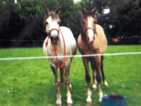 Anden særlig race Sammie * MIN FØRSTE HEST* - Sammie og hendes føl billede 4
