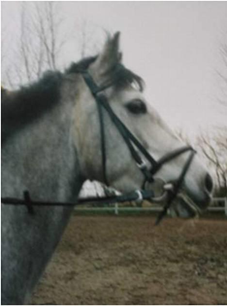Anden særlig race Sammie * MIN FØRSTE HEST* - Sammie om vinteren billede 5