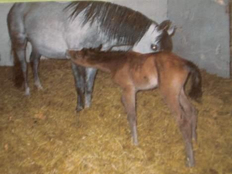 Anden særlig race Sammie * MIN FØRSTE HEST* - Sammie lige da hendes føl kom til verden billede 6