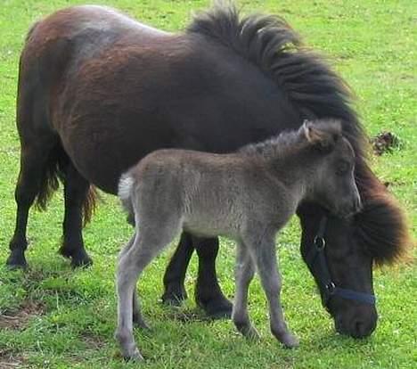 Shetlænder Line billede 2