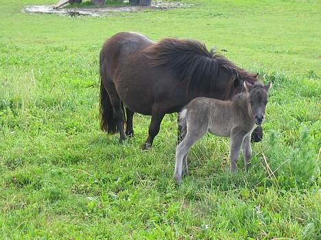 Shetlænder Line billede 3