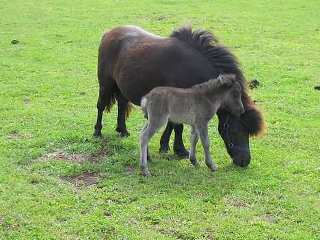 Shetlænder Line billede 4