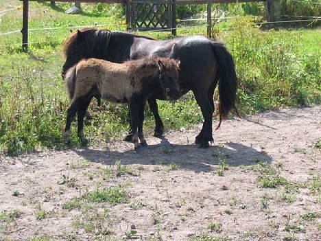 Shetlænder Line billede 5