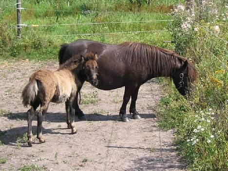 Shetlænder Line billede 6