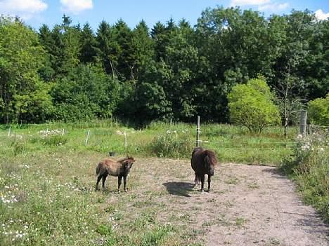 Shetlænder Line billede 7