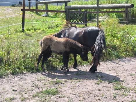 Shetlænder Line billede 8