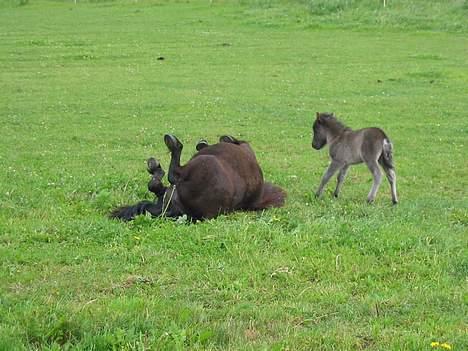 Shetlænder Line billede 9