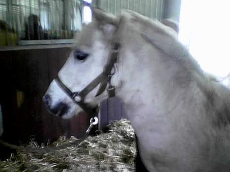 Anden særlig race Silver (Gammel Part)R.I.P - Silver !!! Ja det er mig<´3 billede 2