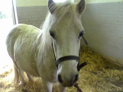 Anden særlig race Silver (Gammel Part)R.I.P - Er Man en lækker pony? Ja man er... billede 4