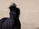 Anden særlig race • Silver • Min Soulmate<3• Himmelpony