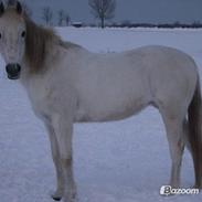 Welsh Pony af Cob-type (sec C) |Shirley|