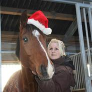 Dansk Varmblod Apari