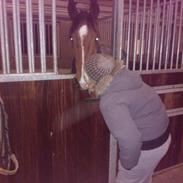 Dansk Varmblod Apari