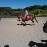 Dansk Varmblod Apari