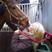 Dansk Varmblod Apari